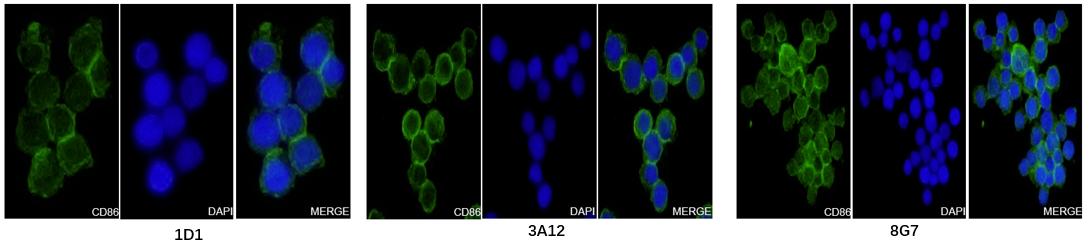 Fig 3. IF Analysis of Anti-human CD86 Rabbit Monoclonal Antibody