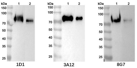 Fig 4. Endogenous WB Analysis of Anti-human CD86 Rabbit Monoclonal Antibody