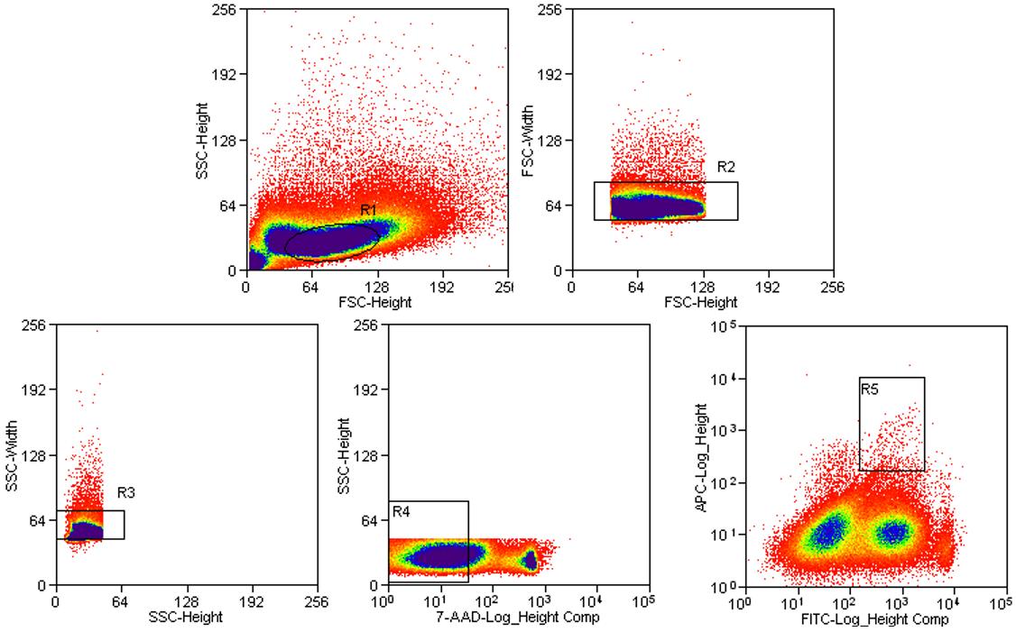 Fig 1. Flow Sorting Results of Rabbit Single B-Cells