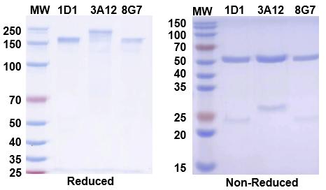 Fig 2. Analysis of Recombinant Expression of Rabbit Monoclonal Antibodies