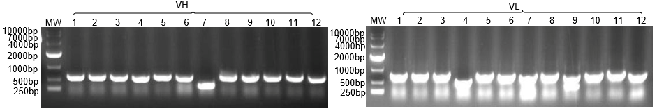 Figure 3: Colony PCR Validation Gel