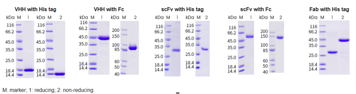 Antibody Expression Workflow