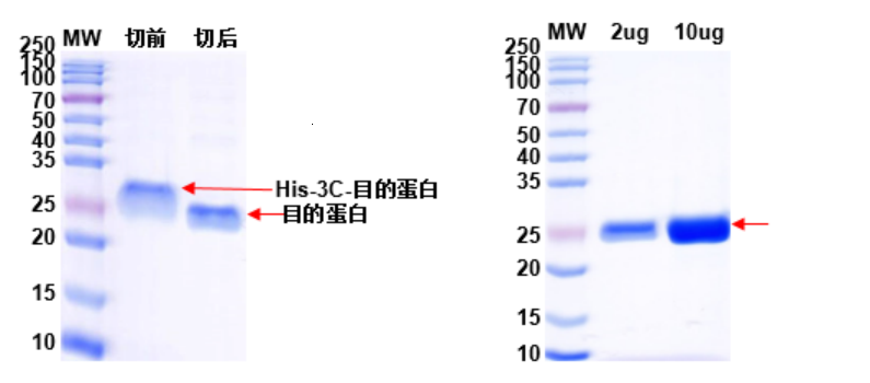 Fig. 2: Removal of Target Protein His-tag with 3C Enzyme