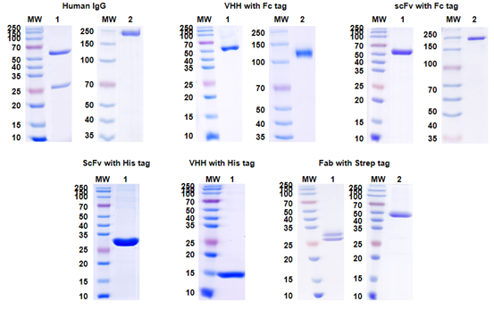 Antibody Expression SDS-PAGE Analysis Using XtenCHO