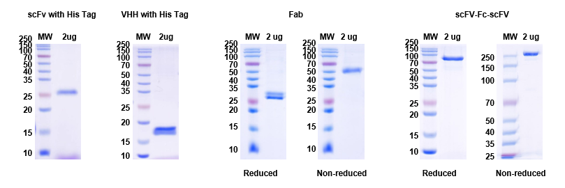 Antibody Fragments Expression by AtaGenix