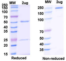 Fig. 2: Dubody Bispecific Antibody QC