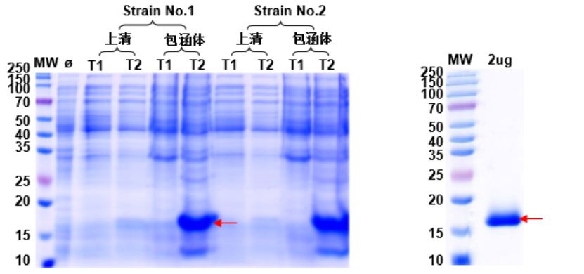 Fig. 6: Optimization of Target Protein Expression